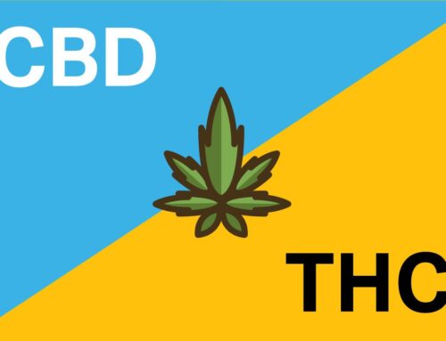 CBD Explained: What are CBD and THC, and how are they different?